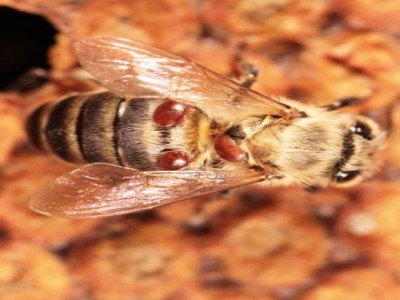 1585024787-varroa-mites-on-adult-bee.jpg